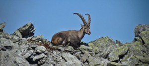 Strahlertour im Zillertal